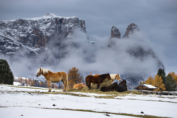  Horses on the winter meadow and Schlern (Sciliar) mountain peaks on background. Dolomite Alps, Seiser Alm (Alpe di Siusi), South Tyrol, Italy. - Foto, afbeelding