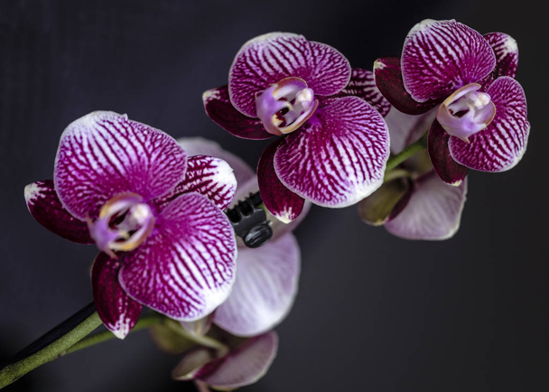 Linda orquídea púrpura con flores bonitas en casa
 - Foto, Imagen