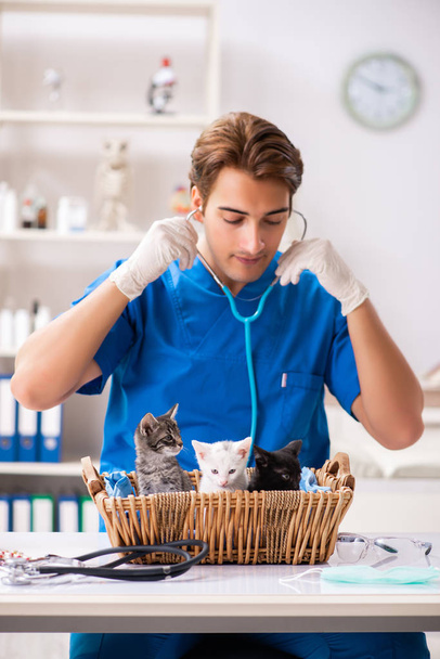 Médico veterinário examinando gatinhos em hospital animal
 - Foto, Imagem