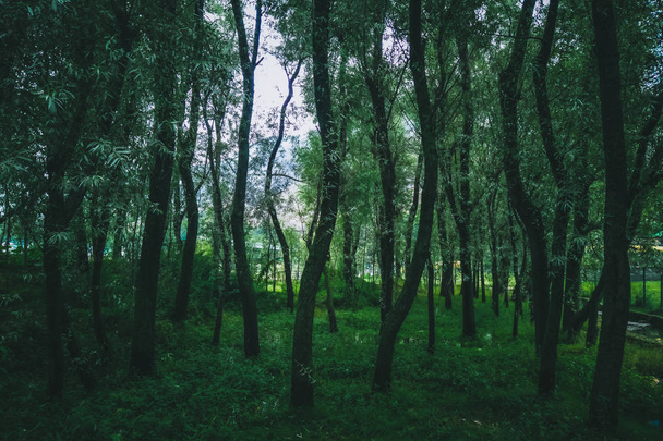 Moody aspecto desaturado de un suelo de bosque con numerosos árboles delgados
. - Foto, imagen
