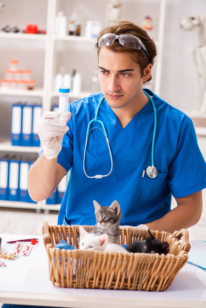 Vet doctor examining kittens in animal hospital - Photo, image