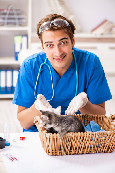 Eläinlääkäri tutkii kissanpentuja eläinsairaalassa - Valokuva, kuva