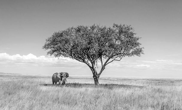 Elefantes en la sabana de Tanzania
 - Foto, imagen