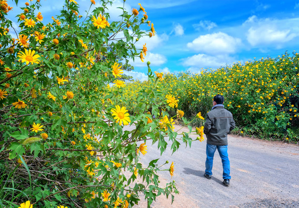 The man relaxing alone on a rural road with two sides of the road is wild sunflowers bloom in yellow, colorful scene, beautiful nature - Photo, Image