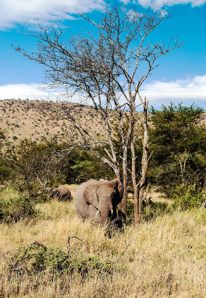 Olifanten omringd door acacia 's in Tanzania - Foto, afbeelding