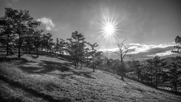 Zonsopgang op het plateau toen de zon wakker tot het dennenbos onder de heuvel de nieuwe dag welkom in vrede. - Foto, afbeelding