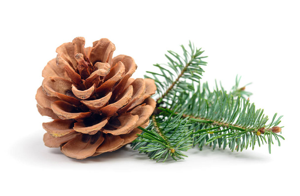 Pine tree branch with cone isolated on white - Фото, изображение
