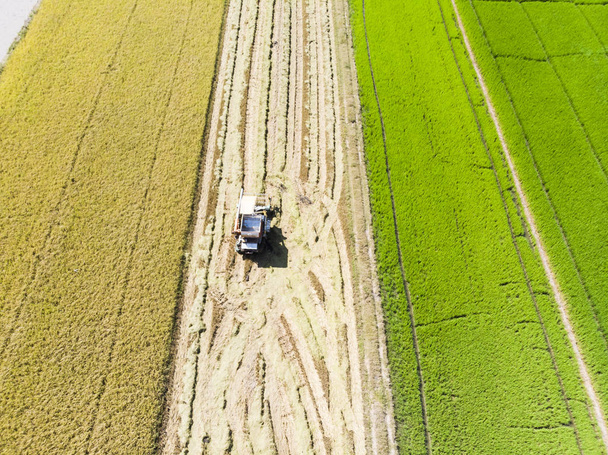Vista aérea de la cosechadora combinada en el campo de arroz
 - Foto, Imagen