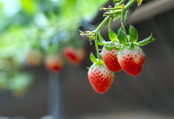 Красная спелая клубника на вешалке в саду. Этот фрукт богат витамином С и полезными для здоровья минералами - Фото, изображение