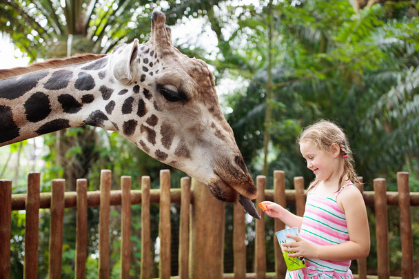Famille nourrissant girafe dans le zoo. Les enfants nourrissent les girafes dans le parc tropical safari pendant les vacances d'été. Les enfants regardent les animaux. Petite fille donnant des fruits à un animal sauvage
. - Photo, image