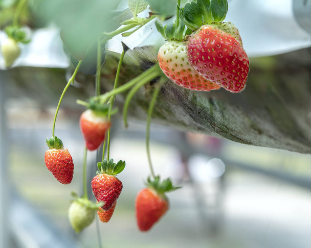 Fresas rojas maduras en el estante del jardín. Esta fruta es rica en vitamina C y minerales beneficiosos para la salud humana
 - Foto, Imagen