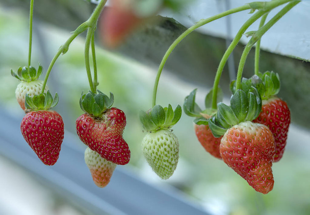 Red ripe strawberries on the rack in the garden. This fruit is rich in vitamin C and minerals beneficial to human health - Photo, Image