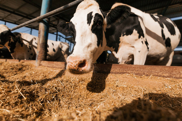 Vache brune et blanche dans un enclos de ferme mangeant du foin
 - Photo, image
