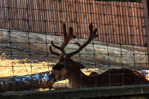 deer with big horns - Photo, Image