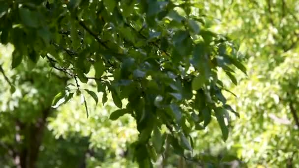 Summer natural background with green tree foliage. - Filmmaterial, Video
