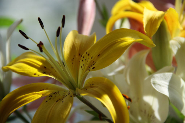 Světlé květiny v letovisku - Fotografie, Obrázek