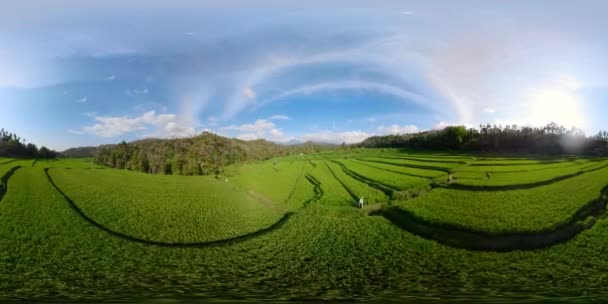 Indonézia vr360 a rizs teraszok - Felvétel, videó