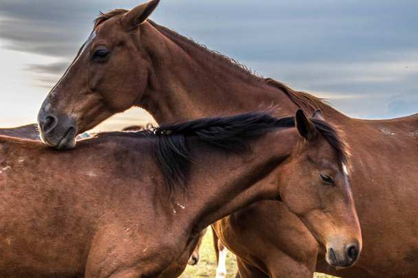 A herd of horses grazes and frolics with each other at sunset. Farm life - Foto, Bild