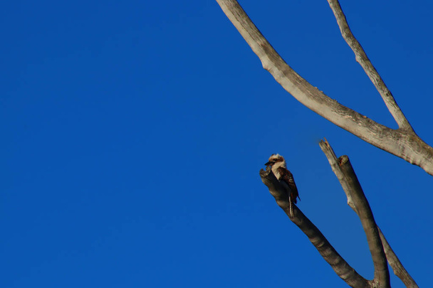 Кукабарра сидить на дереві мертвих гумки під ясне блакитне небо - Фото, зображення