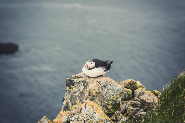 Atlantic puffin yksittäinen lintu kivi vastaan valtameren tausta, eläimet luonnossa
 - Valokuva, kuva