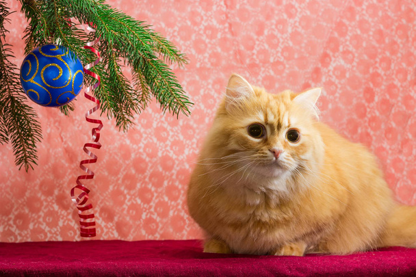 Рыжая кошка сидит на фоне ветвей украшенной елки в помещении
 - Фото, изображение