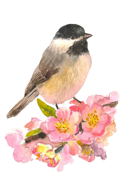 Blooming Pink cherry flowers with bird on branch. Hand drawing watercolor illustration - Photo, image