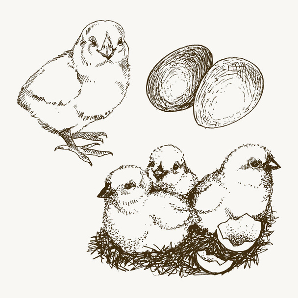 Vektor chick chov ručně tažené sada. Ryté baby kuřátka a vejce ilustrace. Venkovské přírodní ptačí chov. Drůbeží podnikání. - Vektor, obrázek