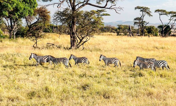 Зебры в саванне Танзании
 - Фото, изображение