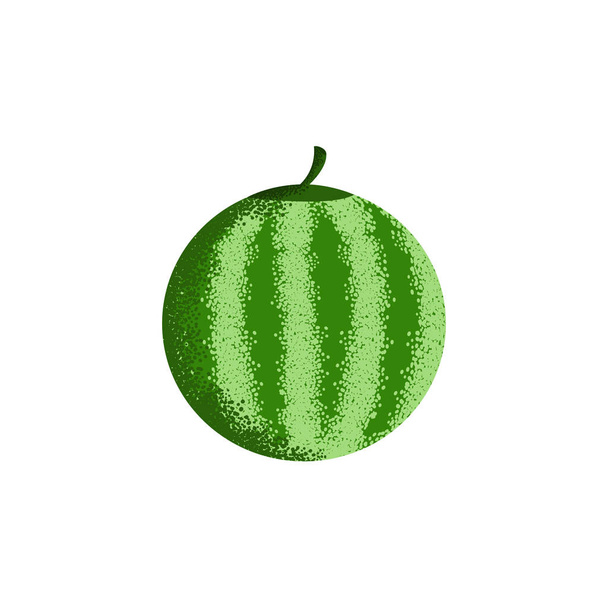 Watermelon green with white stripes. Isolated object. - Wektor, obraz