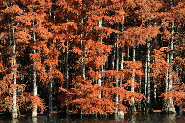 Bald cypress in Autumn, France - Photo, Image