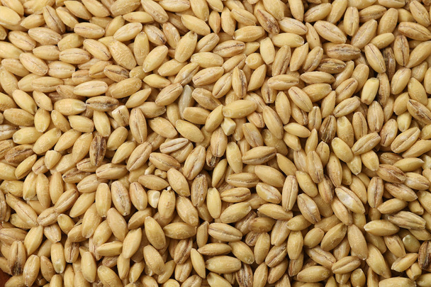 Alimentazione: Primo piano di Hulless Barley Shot in Studio
 - Foto, immagini