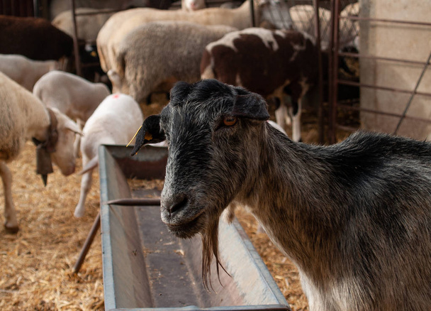 Stado owiec, owiec i kóz jeden na farmie karmienia - Zdjęcie, obraz