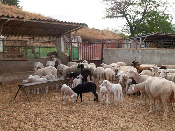 Stado owiec, owce i barany na farmie karmienia - Zdjęcie, obraz