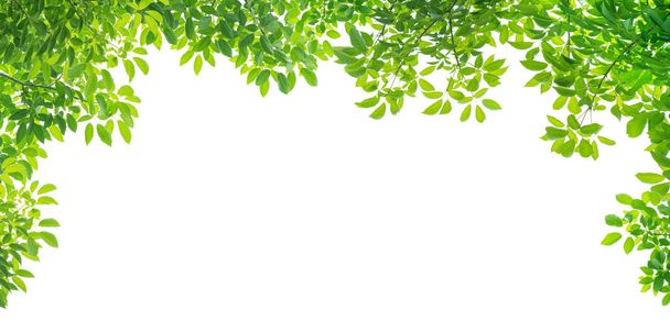 Green leaves isolated on white background - Photo, Image