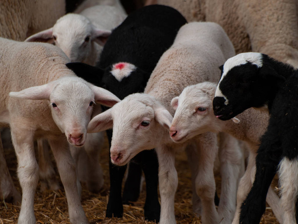Stádo ovcí, ovce a berani na farmě krmení - Fotografie, Obrázek