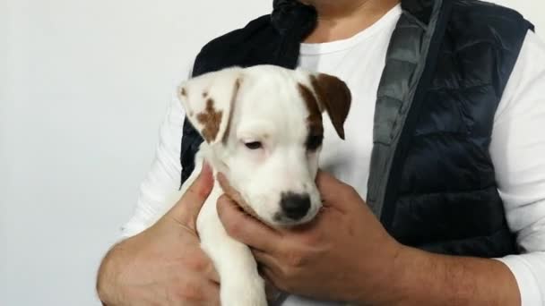 White puppy in mans arms. - Footage, Video