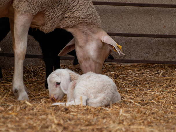 Bir çiftlik besleme üzerinde bir sürü koyun, kuzu ve rams - Fotoğraf, Görsel