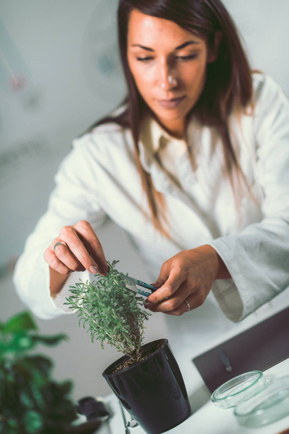 Homeopata preparar remédios à base de plantas em laboratório
 - Foto, Imagem