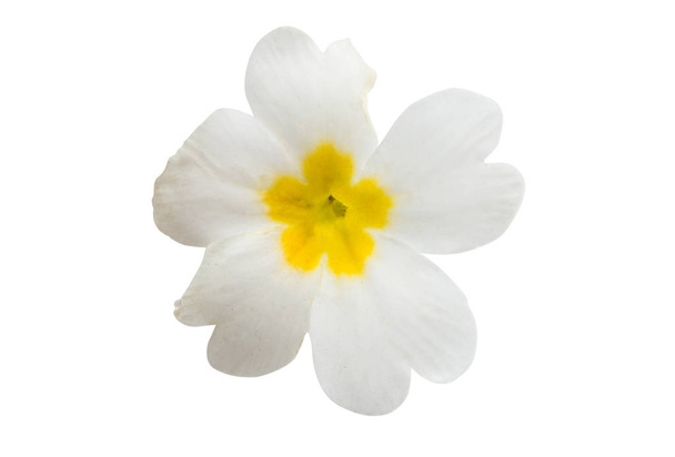 primrose bloem geïsoleerd op witte achtergrond - Foto, afbeelding