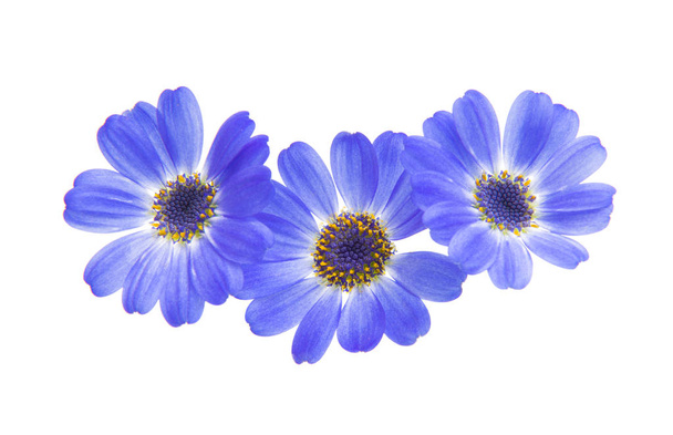 синя цинерарія ізольована на білому тлі
 - Фото, зображення