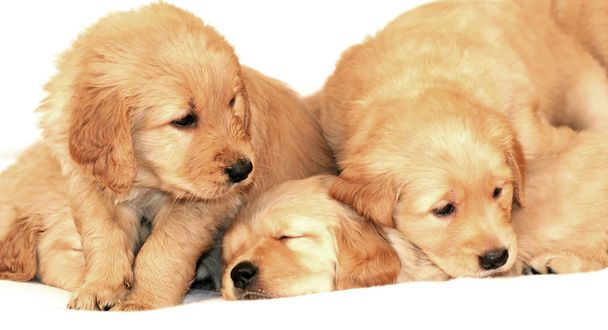 Cachorros Golden retriever
 - Foto, Imagen