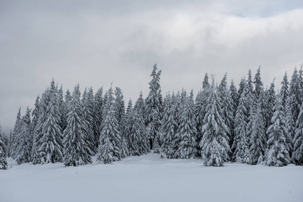 Fairy winter landscape with fir trees - Foto, Imagem