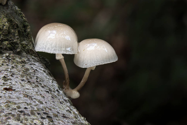 Két porcelán gombák - Fotó, kép