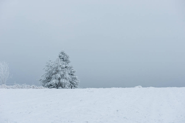 雪覆われた山の中の凍結の木 - 写真・画像