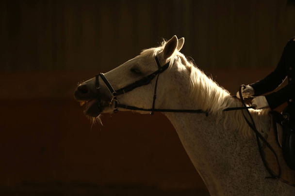  Head of the beautiful young horse in the riding hall during training indoors - Photo, Image