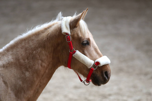 Cabeza del hermoso caballo joven en la sala de equitación durante el entrenamiento en interiores
 - Foto, Imagen