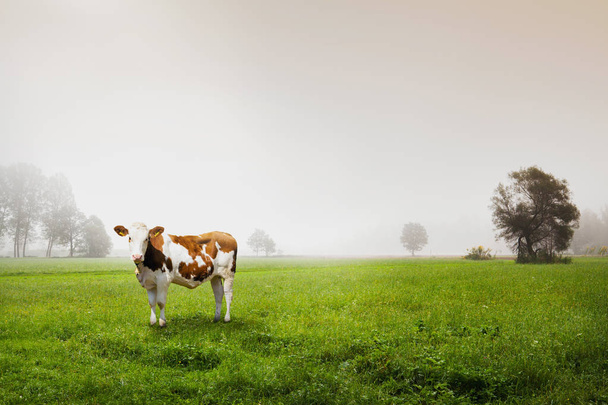 vaca solitaria en campo abierto
 - Foto, imagen
