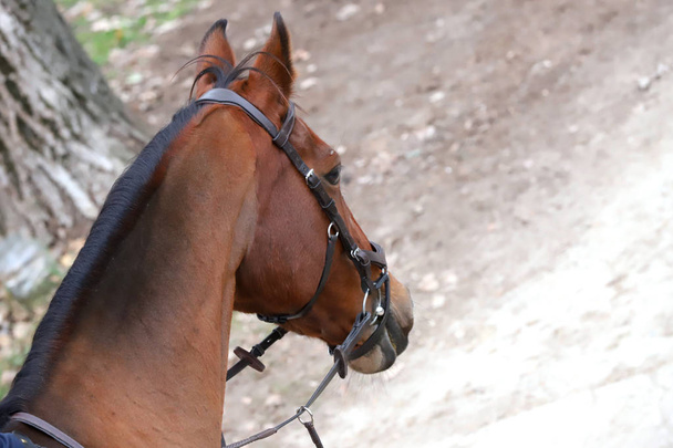  Hlava krásné mladé koně v jezdecké hale během trénování uvnitř - Fotografie, Obrázek