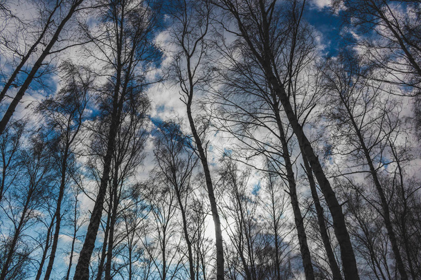 Beautiful landscape with white birches against blue sky. Birch trees in bright sunshine. Birch grove in autumn. - Foto, Bild