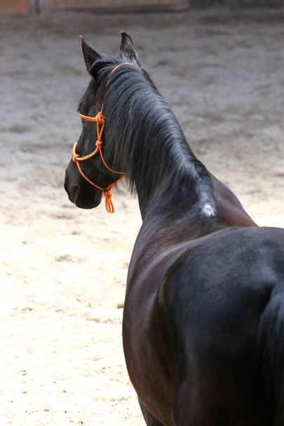 Portret szefa strzał zbliżenie młodego konia siodło kryty - Zdjęcie, obraz